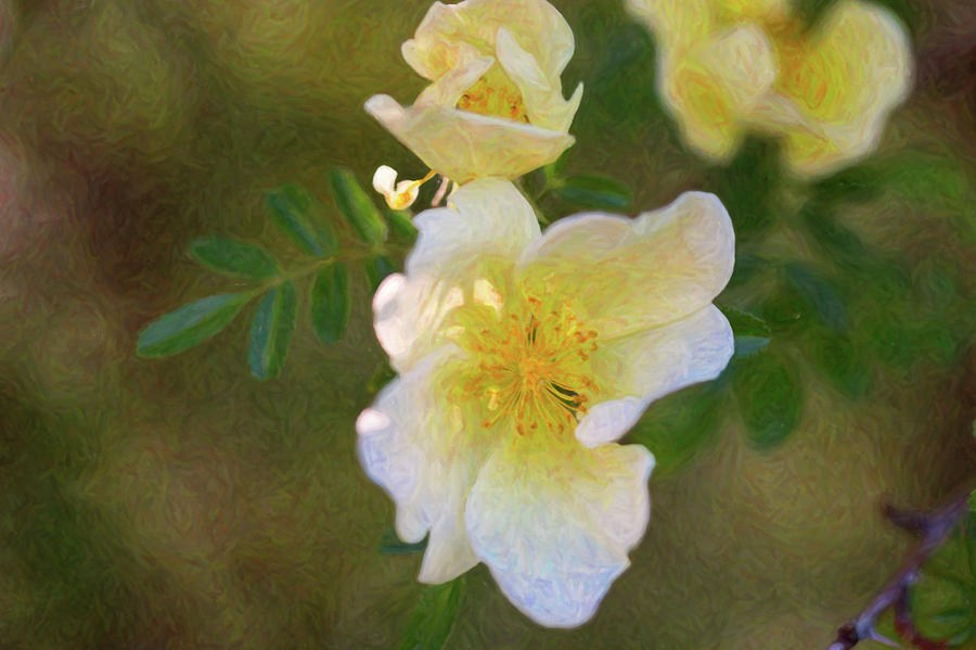 White Rose - Blushing Bride - by Omaste Witkowski by Omaste Witkowski
