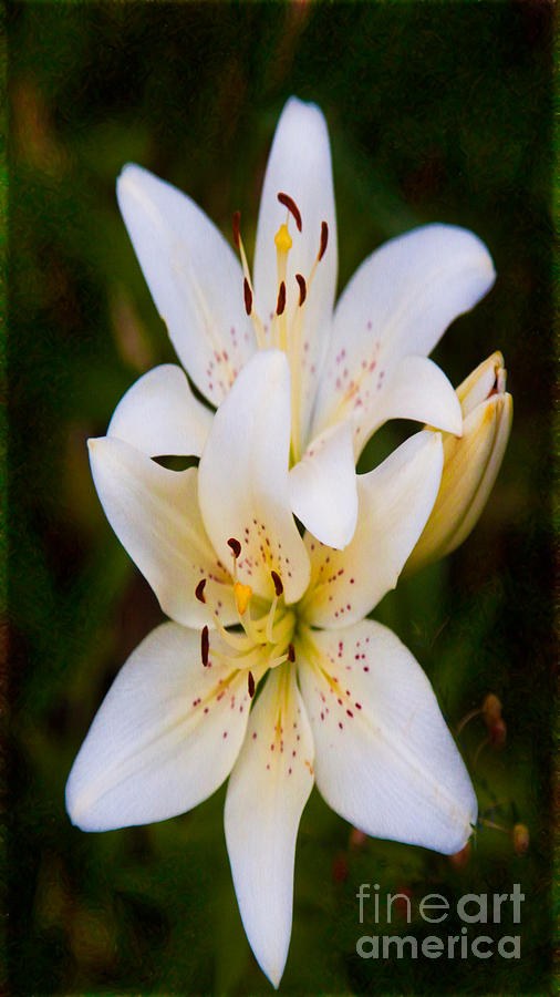 Twin Star Lilies - White Blooms on Deep Green by Omaste Witkowski