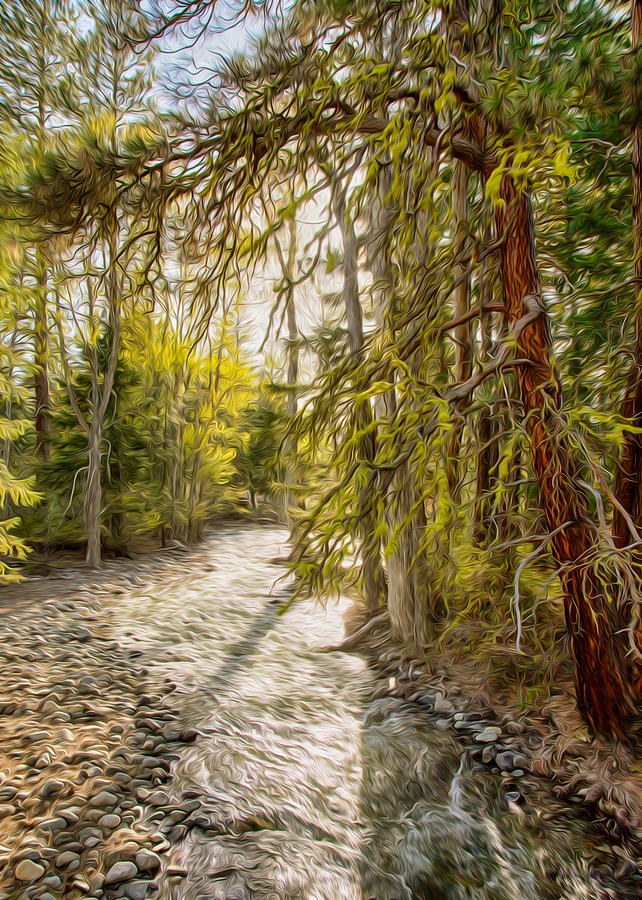 Wolf Creek Afternoon Light by Omaste Witkowski