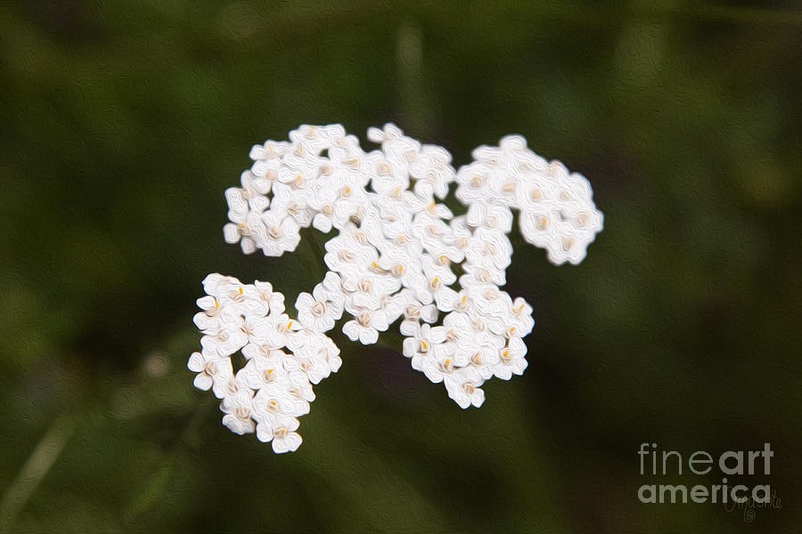 Yarro Yearning Methow Valley Flowers by Omashte by Omaste Witkowski