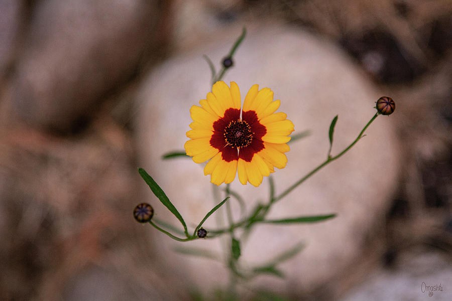 Yellow and Red Daisy in the Spring Garden Flower Art by Omashte by Omaste Witkowski
