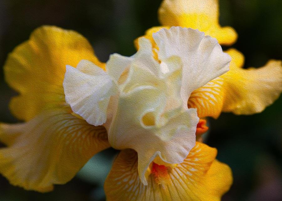 Yellow and White Iris by Omaste Witkowski