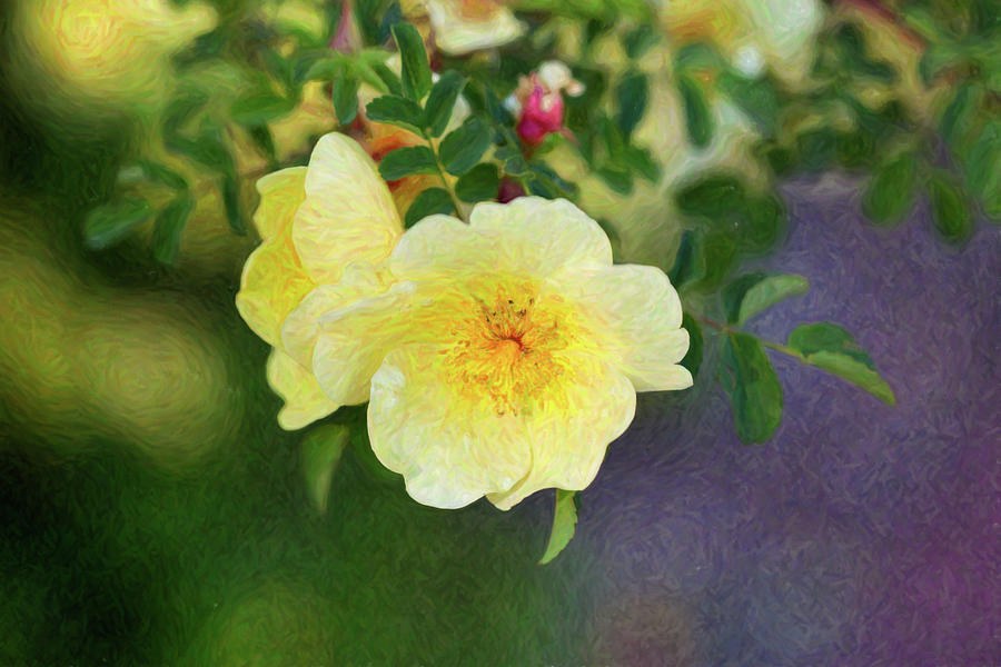 Yellow Rose - Blending Dreams - by Omaste Witkowski by Omaste Witkowski